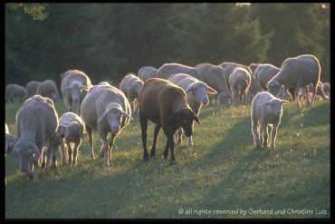 Schafherde auf der schwbischen Alb im Abendlicht 